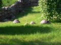 Ogród zoologiczny w Gdańsku