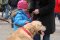 Golden Retriever, czyli nietypowi wolontariusze WOŚP