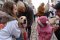 Golden Retriever, czyli nietypowi wolontariusze WOŚP