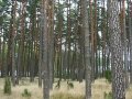 Zakaz wstępu do lasów?