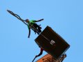 Jedną z głównych, ekstremalnych atrakcji Kortowiady są skoki na bungee