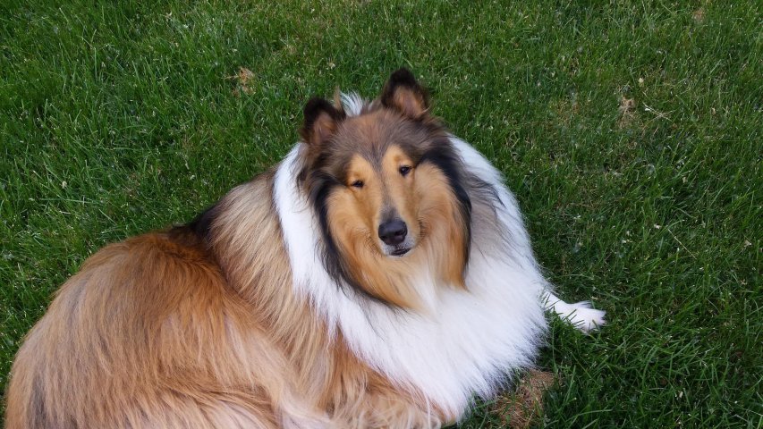 alt=“Owczarek szkocki collie charakter“