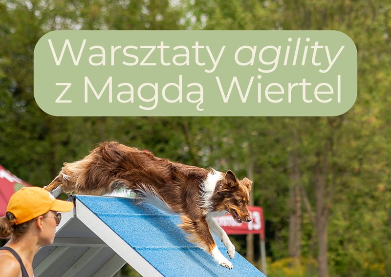 Warsztaty agility z Magdą Wiertel - Olsztyn