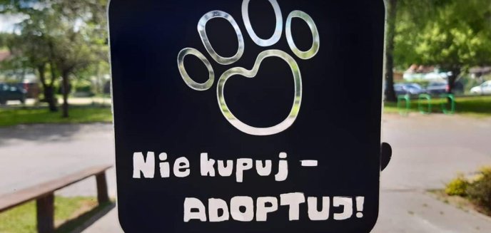 Artykuł: Nie kupuj - adoptuj [ZDJĘCIA]