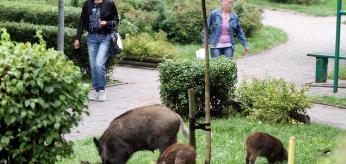 Artykuł: Alternatywna metoda na pozbycie się dzików