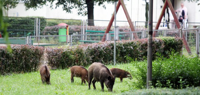 Artykuł: Lewica w obronie olsztyńskich dzików: ''Gwałtowna depopulacja może mieć opłakane skutki''