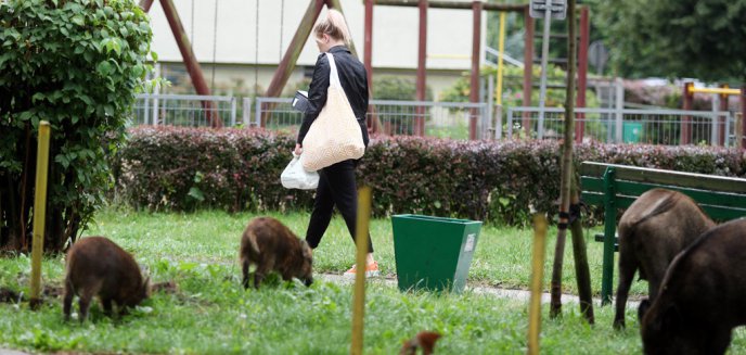 Dziki podzieliły olsztyńskich radnych. Czy są uśmiercane bez powodu?