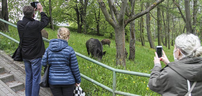 Artykuł: Dziki na dobre wtopiły się w krajobraz Olsztyna [WIDEO]