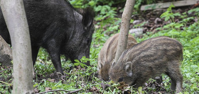 Potrącił dzika i odjechał. Za nieudzielenie pomocy zwierzęciu może ponieść surowe konsekwencje