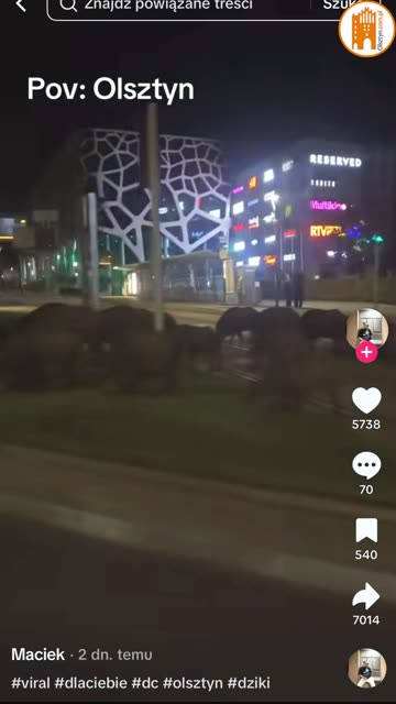 Dzika inwazja w Olsztynie